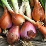 najboljse-sorte-cebule-za-zimo-ljudska-ocena-najbolj-priljubljenih-vrst.webp.webp